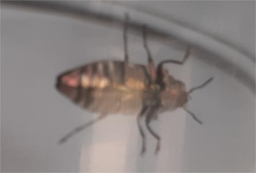 Réf. 304 688 : Chrysobothris sp.